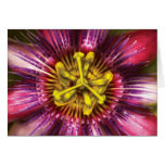Passion Flower - Intense Passion Greeting Card