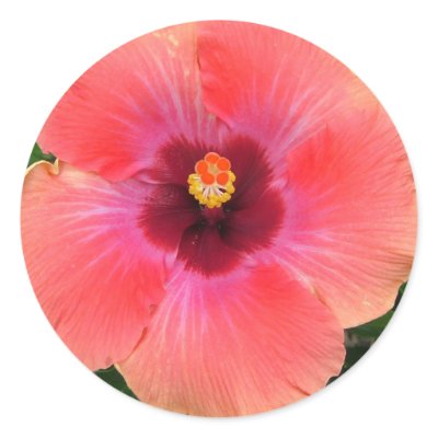 Passion Flower Pink Stickers by Squidwoman