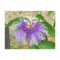 Passion Flower Postcard