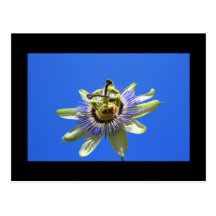 Passion Flower Postcard