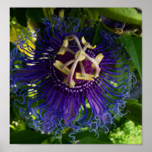 Passion Flower Poster