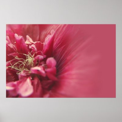 Passion Red Flower Poster
