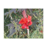 passionate flower postcards