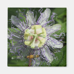 Passionflower Magnet