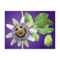 Passionflower Postcard