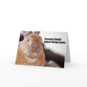 Passover Rabbit Says cards