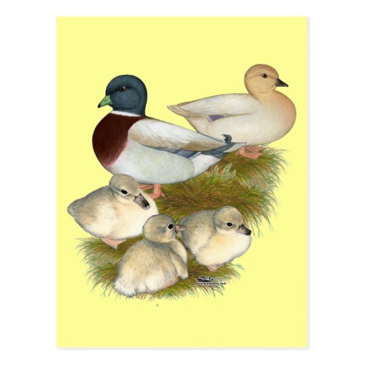 Pastel Call Duck Family Post Card