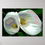 Pastel Lilies Print Poster