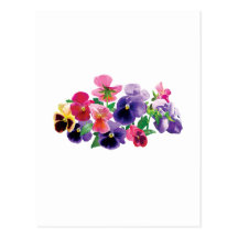 Pastel Pansies Postcards