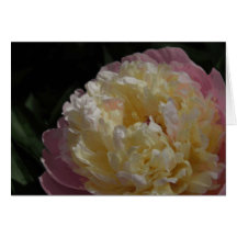 Pastel Petals Greeting Cards