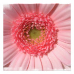 Pastel Pink Daisy  Invitations