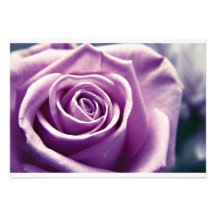 Pastel Rose Invitation (muted lilac)