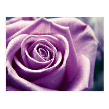 Pastel Rose postcard (muted lilac)