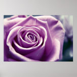 Pastel Rose print (muted lilac)