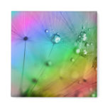 Pastel seed magnets