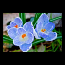 Pastel shades of blue posters