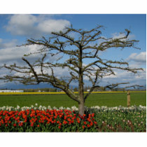 Pastoral Scene Photo Cut Outs