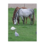 Pasture Postcards #1