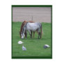 Pasture Postcards #2