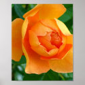 Pat Austin Rose posters