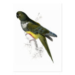 Patagonian Parrakeet-Maccaw by Edward Lear business cards