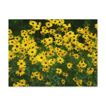 Patch of Black Eyed Susans postcard