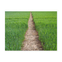 Path Postcard
