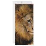 Patience_ rack cards