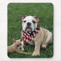 patriotic bulldog