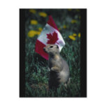 Patriotic postcards