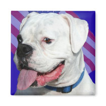 Patriotic white boxer magnet