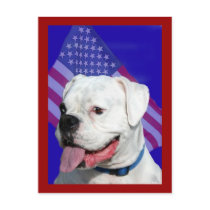 Patriotic white boxer postcard