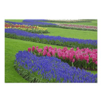 Pattern of Grape Hyacinth, tulips, and
