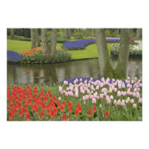 Pattern of tulips and grape hyacinth flowers,