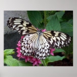 Patterned Butterfly Pink Flower Poster