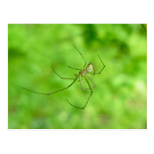 Patterned Orb Weaver Spider Male Postcard