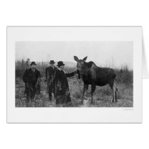 Patting a Moose Photo 1921 Card