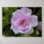 Paul's Himalayan Musk Rose posters