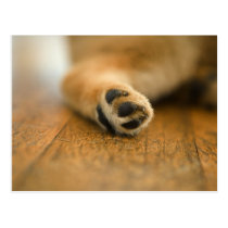 Paw postcards