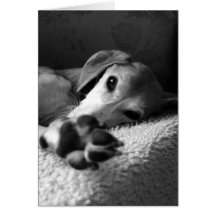 Paw Sammy Card