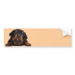 Paws For Thought Bumper Stickers