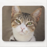 Paws For Thought! mousepads