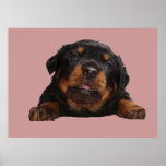 Paws For Thought posters