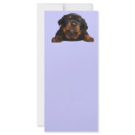 Paws For Thought rack cards