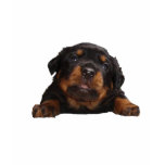 Paws For Thought t-shirts