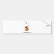 Pay Attention To Gut Intuition (Digestive System) Bumper Sticker