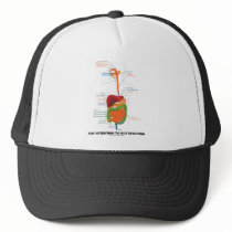 Pay Attention To Gut Intuition (Digestive System)