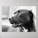 Paying attention posters
