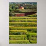 Paysage de rizières à Madagascar Posters