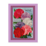 Pea Plant Vintage Seed Packet Art postcards